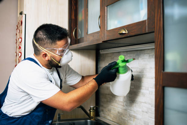 Best Affordable Pest Control Services  in Salem, IL