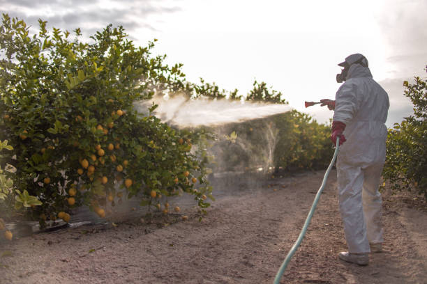 Best Local Pest Control Services  in Salem, IL
