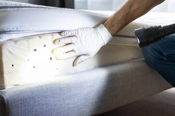 Best Cockroach Control Services  in Salem, IL