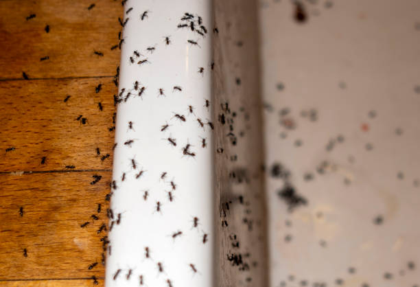 Best Flea Control Services  in Salem, IL