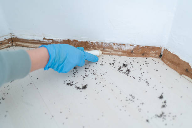 Best Ant Control Services  in Salem, IL