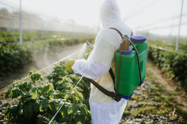 Best Local Pest Control Services  in Salem, IL